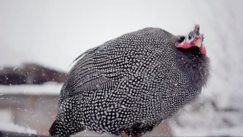 animals