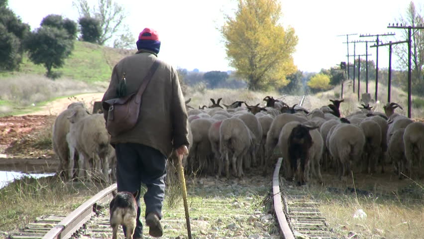 Shepherd and his herd walking on railroad track