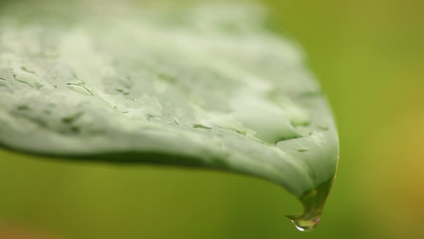 Extreme close up of Rain drop falling over fresh green leaf with extreme shallow depth of field.
