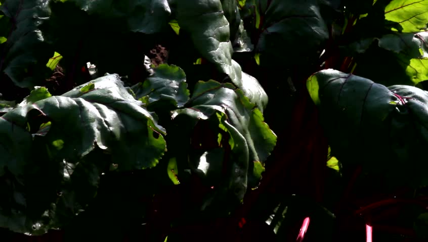 beet sprouts on a bed, shallow depth of field 