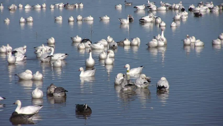 HD clip of a large flock of Canadian geese floating on a small lake in Bosque del Apache Wildlife Refuge in New Mexico