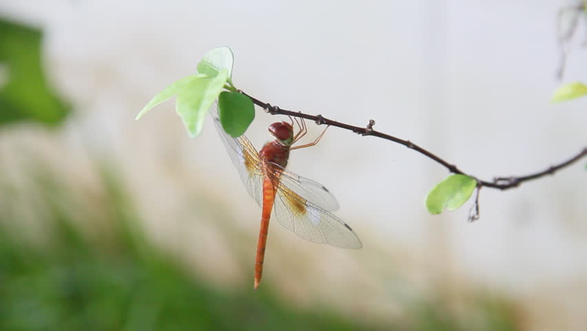 Dragonfly is on the grass in the garden