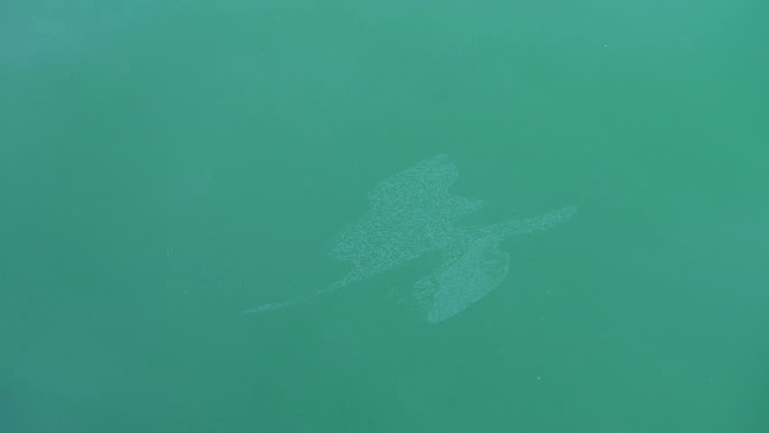 Oily spots on the surface of sea water