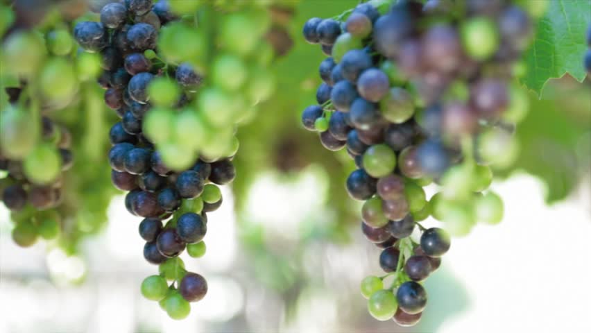 Grapes hanging of the vineyard