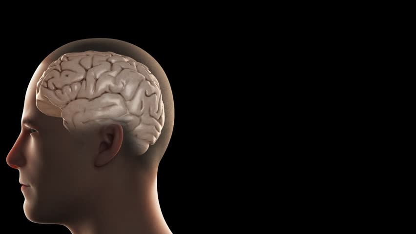 3D rendition of the human hypothalamus within the mid-brain, responsible for homeostasis, viewed through a CGI of an anatomical male cranial vault (head) on a black background