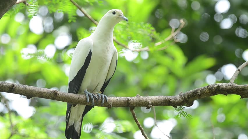 Bird (Pied Imperial Pigeon) ,Thailand