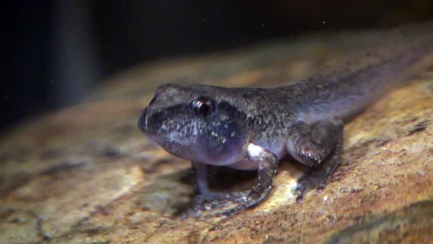 A tiny tadpole has finally grown legs and soon will emerge as a frog.