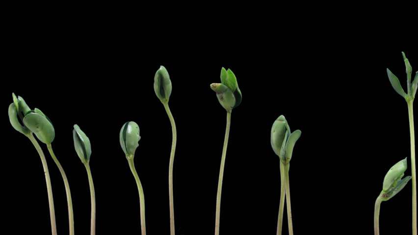 Time-lapse of growing soybeans vegetables 7c1 in .PNG+ format with alpha transparency channel isolated on black background