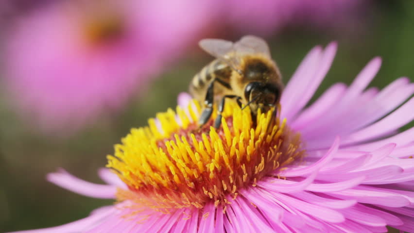 Bee on the flower