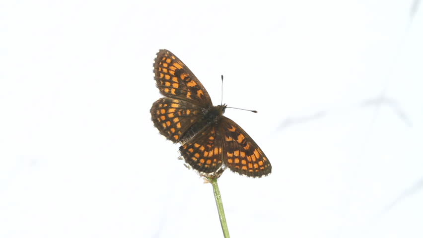 Heath Fritillary (Melitaea athalia) on a flower.  White background