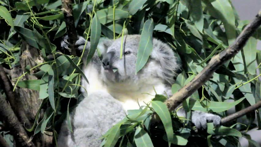 Koala Bear In A Tree Chewing Leaves At An Indoor Zoo Exhibit