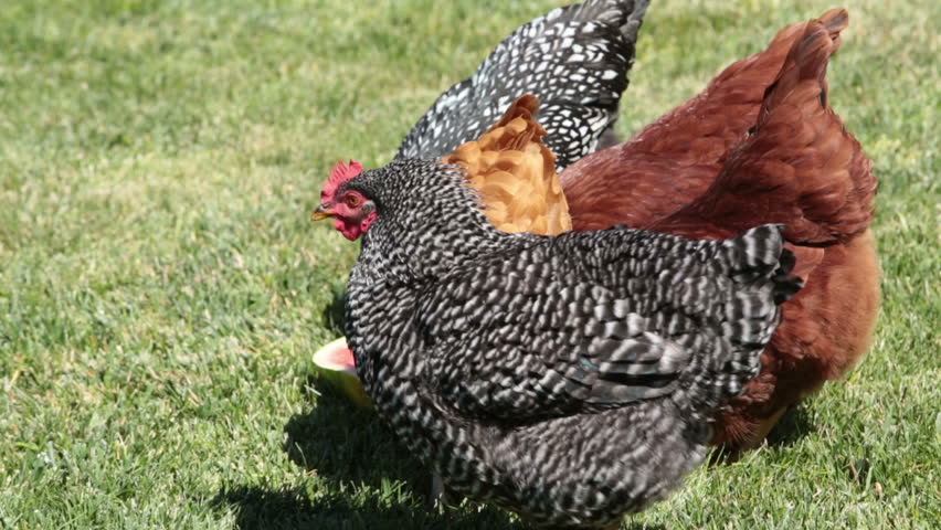 Chickens eating watermelon on lawn. Hens in a small flock, various different breeds in home farm free range. Fresh eggs daily. 