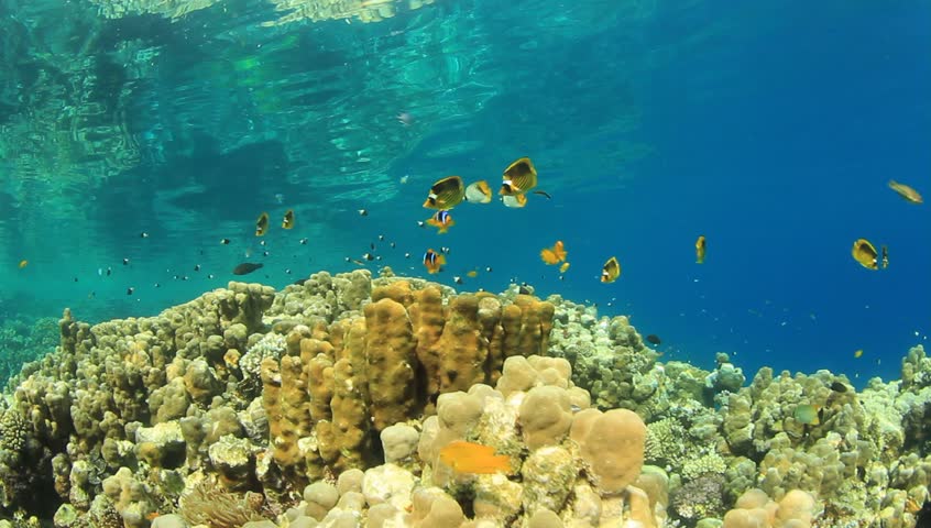 Coral Reef Scene with Butterflyfish and Clownfish