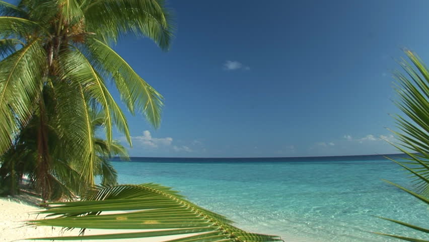 endless loop of tropical palmbeach - ideal for touristic presentation as a background movie