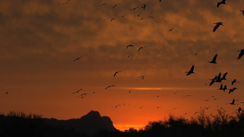 Flock of sandhill cranes fly over silhouetted landscape, through rich, red streaked sunset sky. 1080p