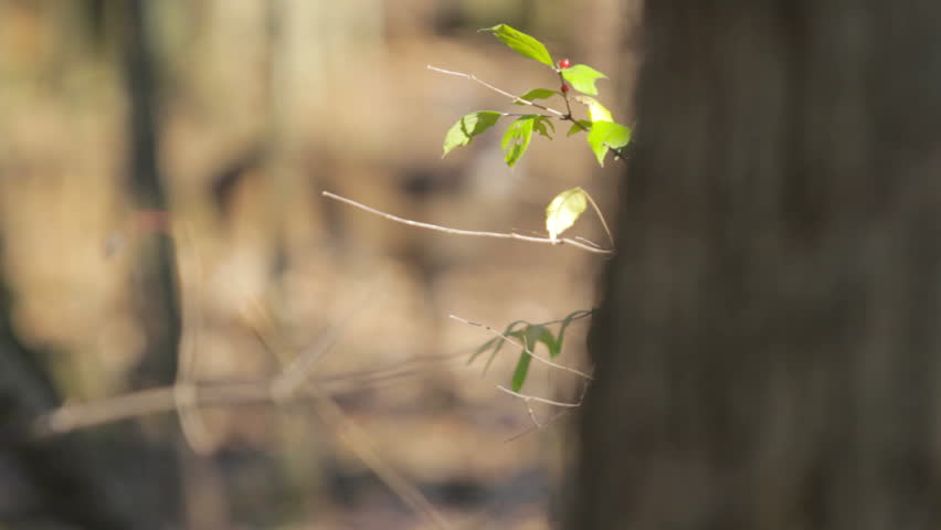Deer in woods