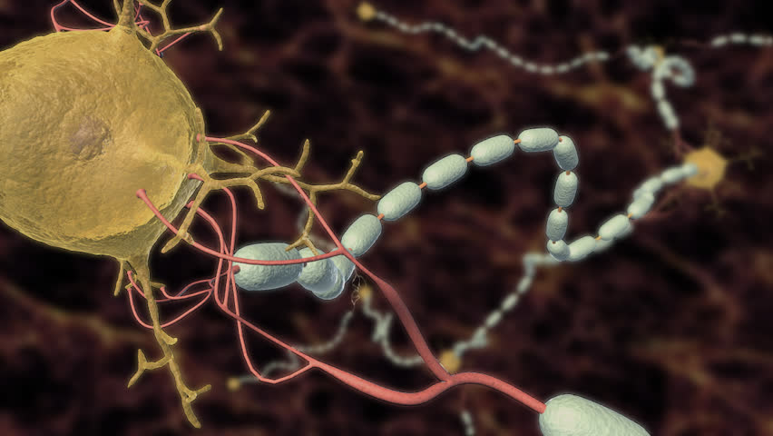 Propagation of an action potential along the neurone, travelling from the dendrites, through the cell nucleus and along the myelinated axon, forming a circuit