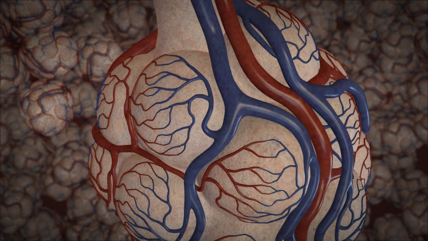 Visualisation of blood flow through the pulmonary capillaries highlighting the gas exchange and flow in the arterioles of the human lung and alveolar sacs