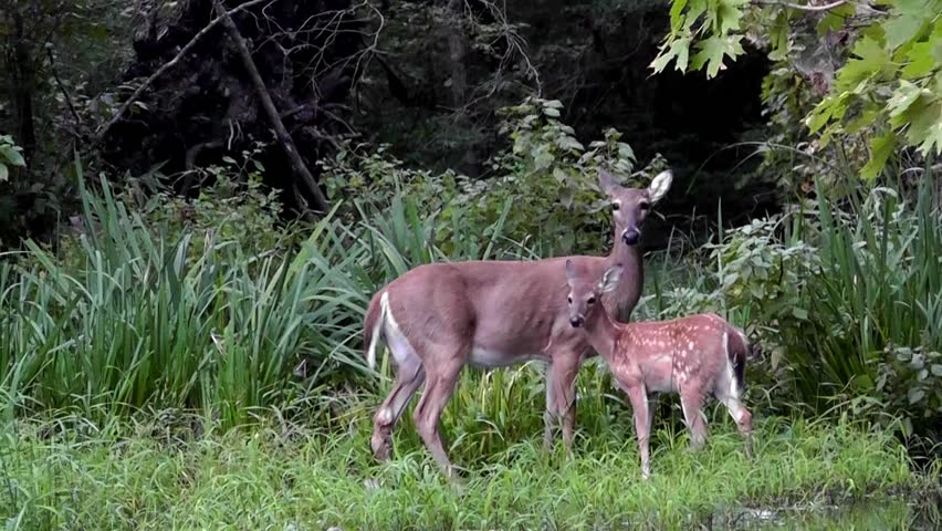 A doe and fawn whitetail deer enter the woods along the lake while another doe watches for danger.