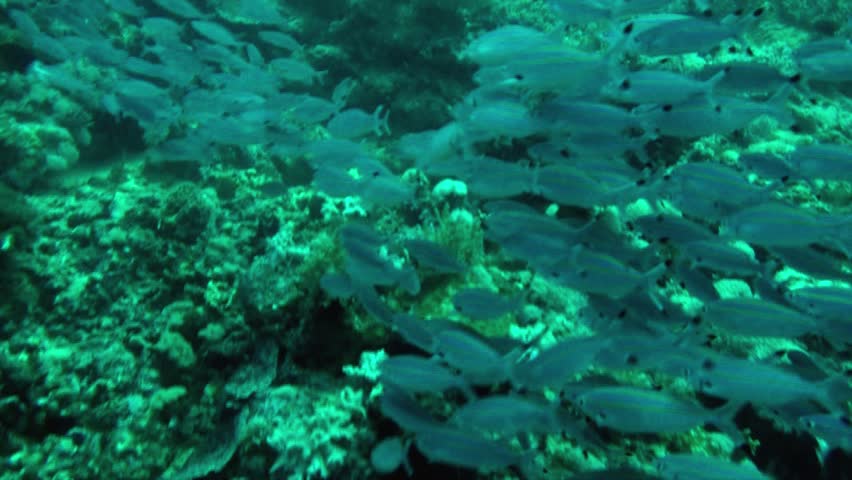 Thousands of small banana fusiliers school together for protection on the great barrier reef Australia. They constantly eat plankton while trying to avoid large predatory fish.