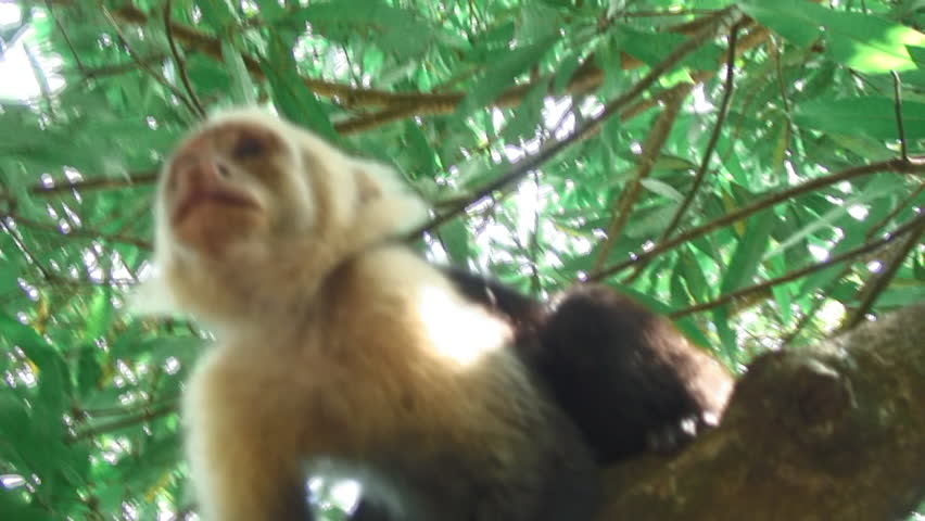 White-Headed Capuchin Monkey Walking On A Tree Branch In Uvita, Costa Rica
