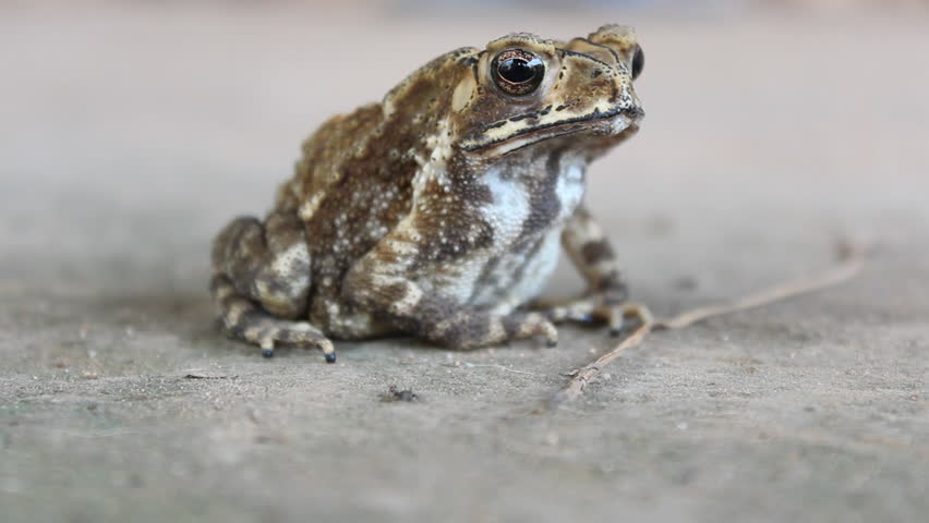 Ugly But Beautiful,Toad Sitting On The Floor, This Animal  They Look Scary But When Looking At Them Closely They Are Beautiful