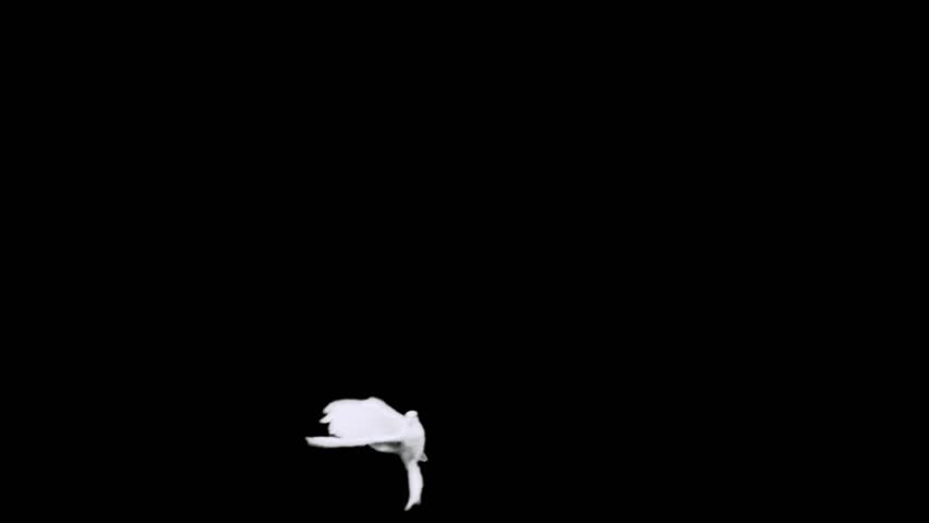 Dove. Chromakeyed on black (add mode) and grey (blend mode) for quick compositing with matte. Slow motion shot on green screen.