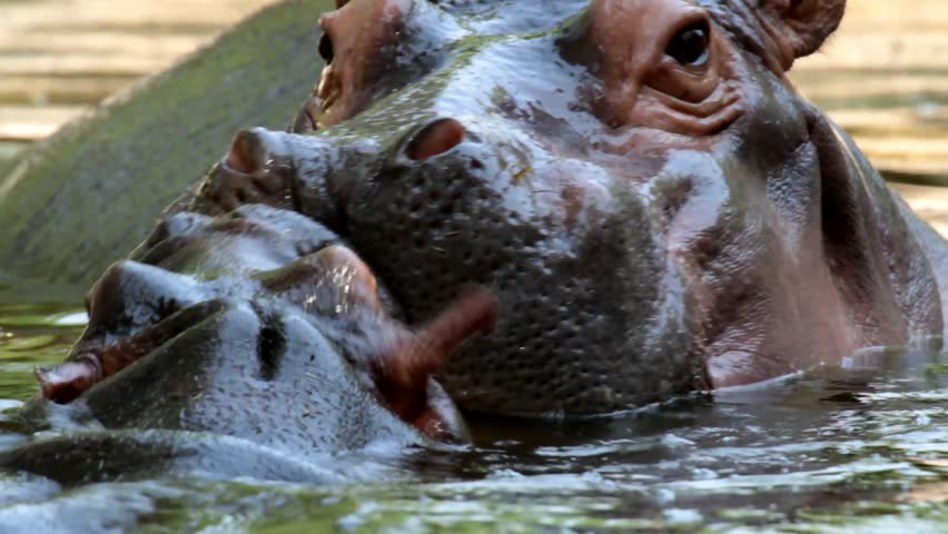 Hippopotamus Closeup 