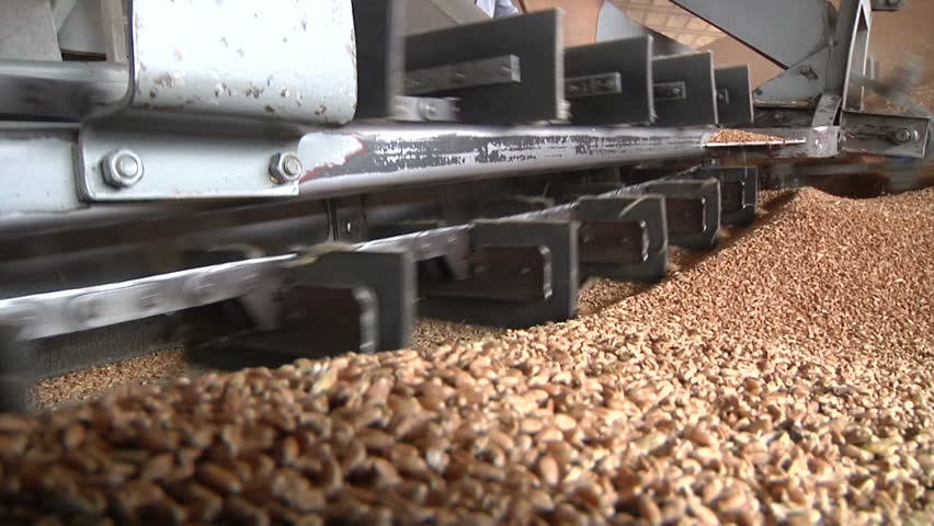processing grain in granary