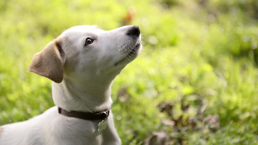People and pets, man at work as dog trainer with a Jack Russell Terrier in park. Sequence, dolly shot