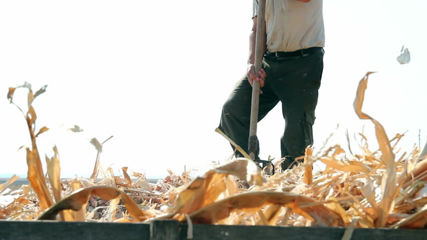 Farmer with a pitchfork.
Man using a pitchfork for seasonal autumn work. HD1080p.