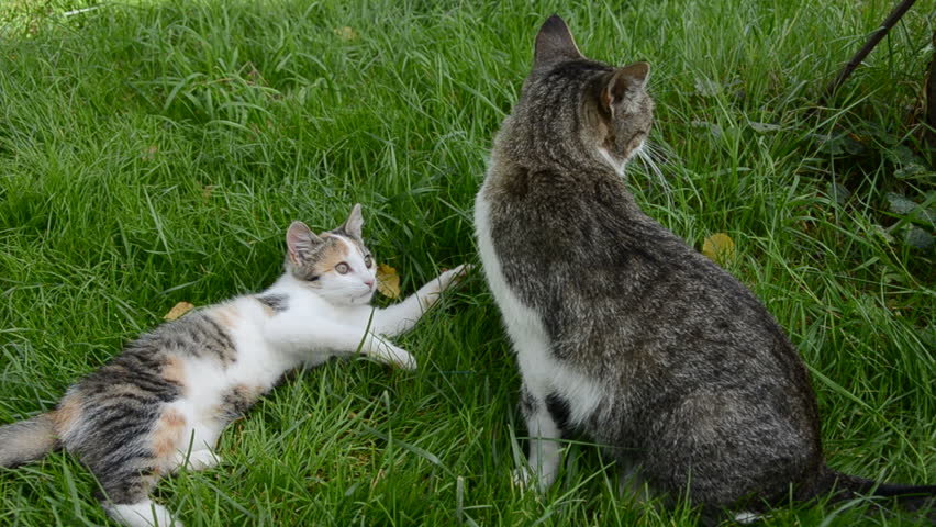 two cats playing on farm garden summer grass. Kitten and adult cat wrestle on farm. 