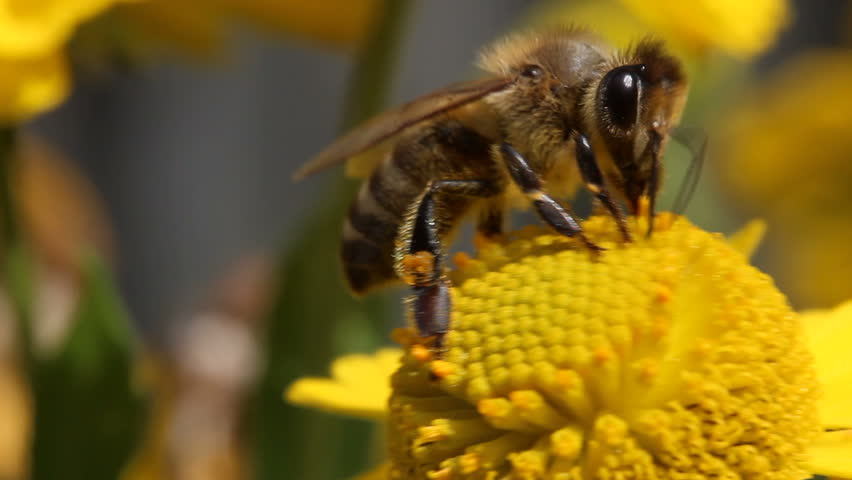 bee collecting pollen on yellow flower