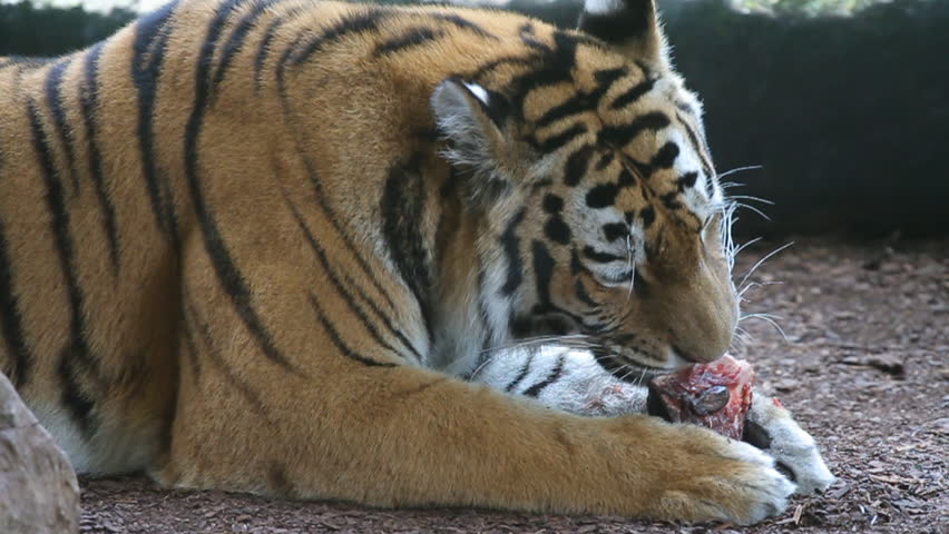 Tiger eating a piece of meat. Slow motion