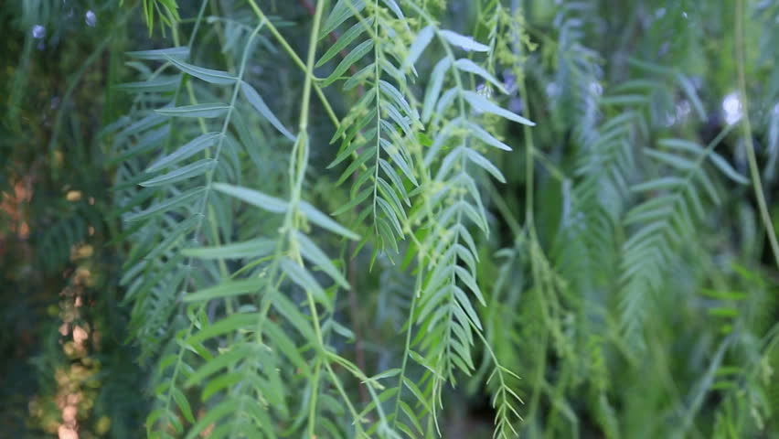 weeping willow closeup and wind