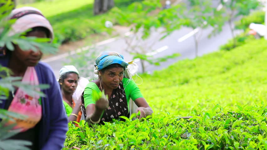 SRI LANKA - MARCH 2012: worker picking tea leaves for consumption