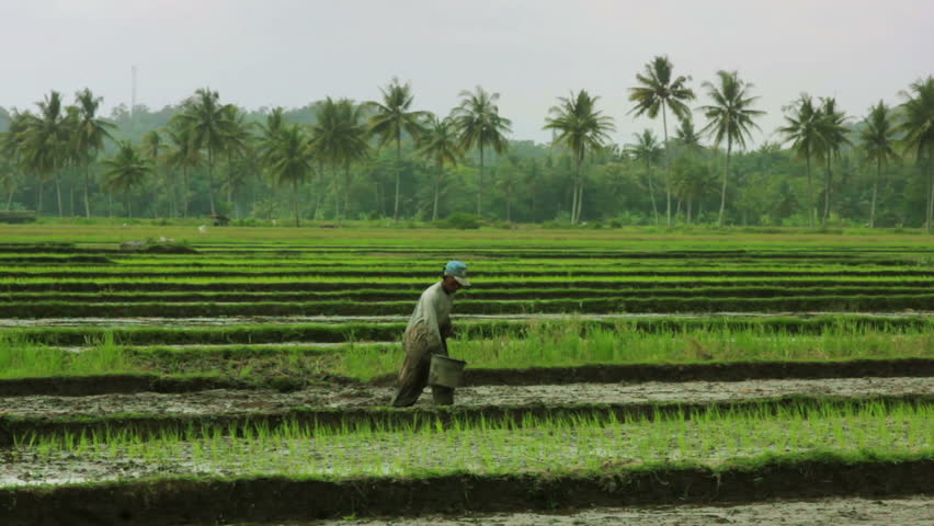 agriculture workers on rice field in Bali