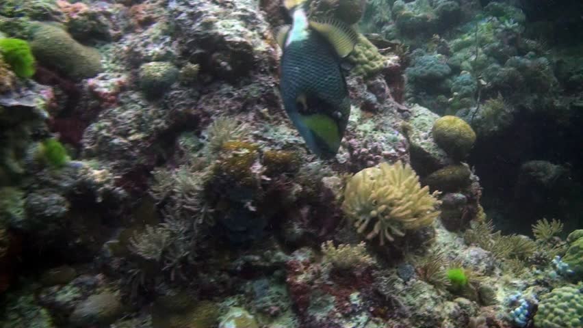 A huge colorful Titan trigger fish hunts for food on the reef. Australia.