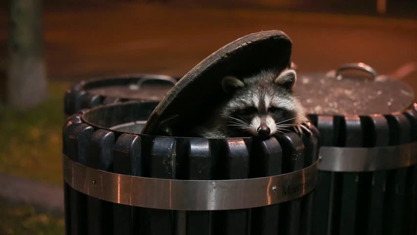 A raccoon scavenging through trash cans at night.