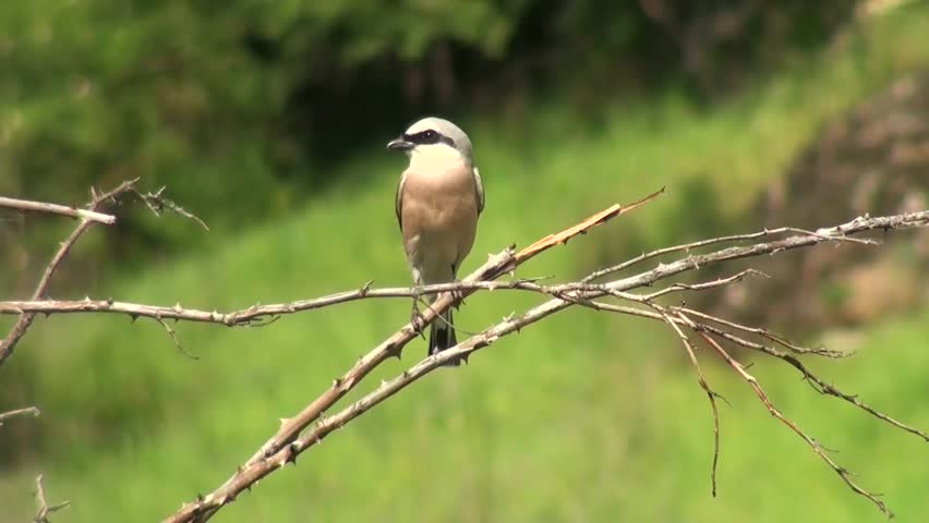 Early bird sitting on a branch in the mountains
