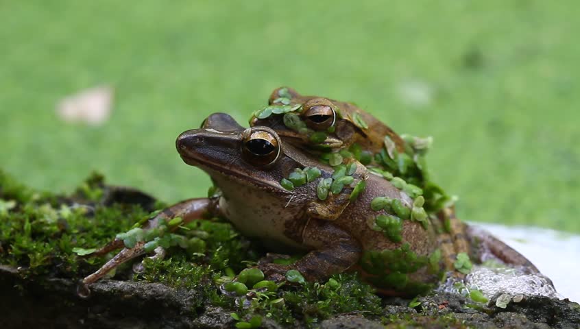 Breeding frogs