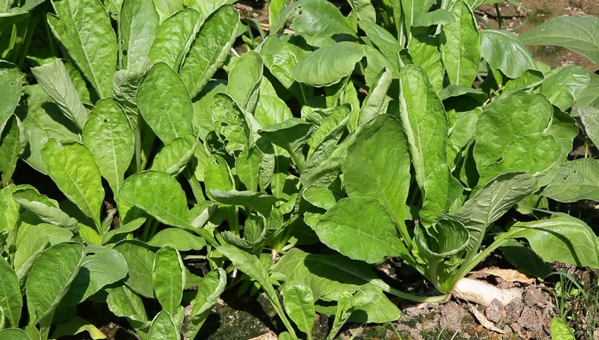 ternip grow in the field, the white root already showing up above the earth