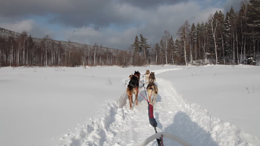 A team of Siberian sled dogs pulling a sled through the winter forest