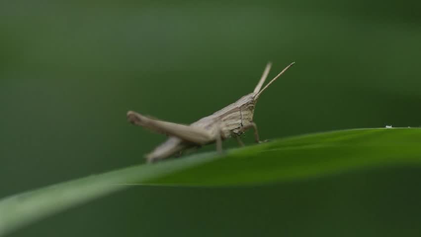 A short horn grasshopper exercises on the grass leaf 