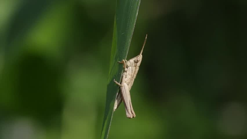A short horn grasshopper is clinging on the grass leaf 