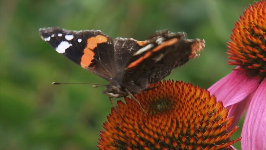 Red Admiral (Vanessa Atalanta) butterfly feeds on nectar of echinacea purpurea - damaged wings