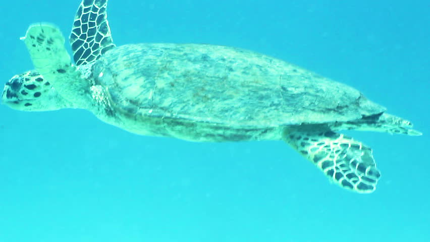 Hawksbill sea turtle (Eretmochelys imbricata) swimming in the Red Sea, Egypt. 