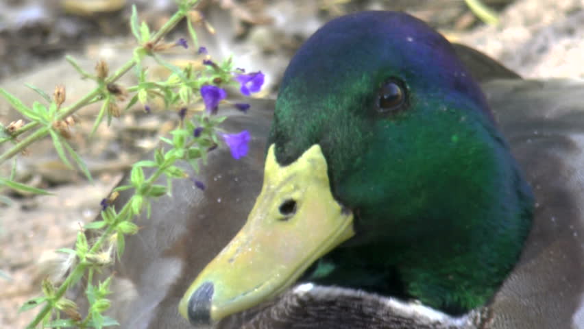 Mallard duck face, close up, curious, quacks.. 1080p