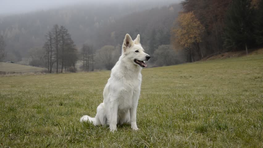 White Shepherd sitting and waiting
