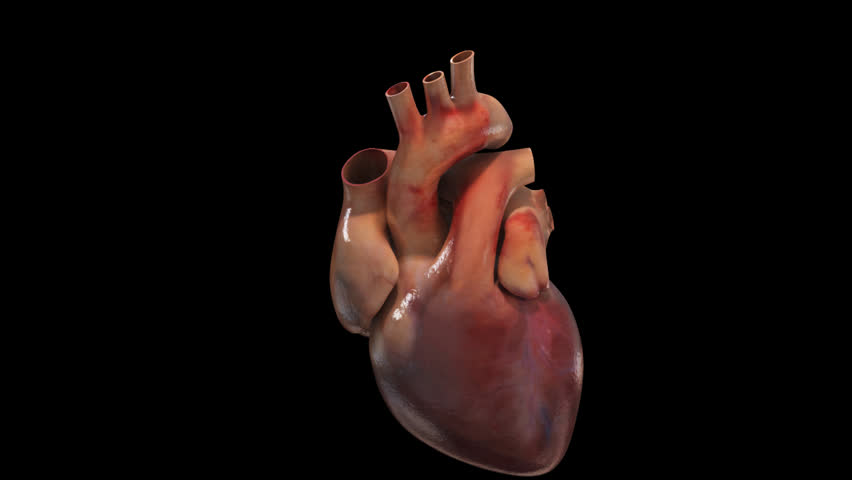 Zoom to close up view of the heart showing slicing of the aortic trunk to reveal aortic valve before prosthetic valve replacement during cardiac surgery